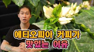 왜 사람들은 에티오피아 커피를 좋아할까?