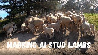 Marking The AI Lambs | Start of marking 2022 | Australian Sheep Farming