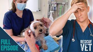 Dog badly injured in the worst attack vet has ever seen! | Rescue Vet with Dr Scott Miller