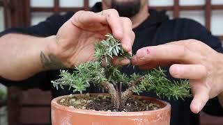 Creating ANOTHER Westringea Bonsai - December 18th, 2024