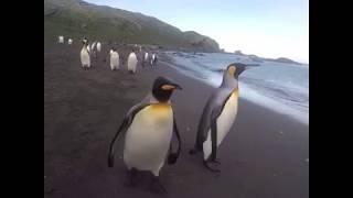 بطريق يفاجئ المصور Penguin surprises photographer