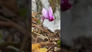 #sweet tiny #flower #forest #nature