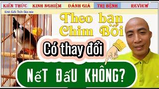 Chào Mào Bổi Mộc Có Thay Đổi Nết Đánh Theo Mùa? – Sự Thật Ít Người Biết!