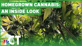 What Is It Like to Grow Cannabis at Home? | NBC Connecticut