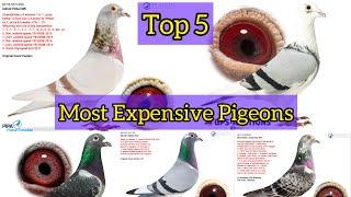 Top 5 expensive Racing pigeons sold on Pipa Auction 2024 | World's expensive Pigeons