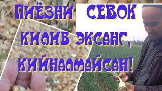 Пиёзни СЕВОК усулида экилгандаги афзалликлари хакида. 21 июнь 2023 йил.