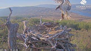 Louis the Loch Arkaig Osprey brings a takeaway fish supper to Dorcha: she grabs and goes 11 Apr 2025