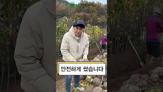 가을에 ‘배폭탄’ 옵니다. 배나무 묘목 들여가세요~