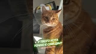 Cats house