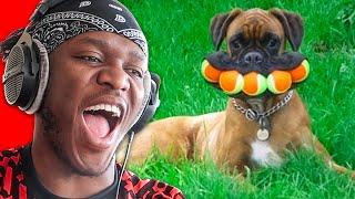 Funniest Dog Moments