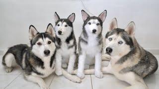 My Huskies Meet Their Husky Twins!