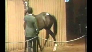 Sunday Silence - 1987 Keeneland Sales