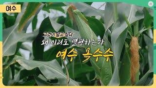 여수 옥수수 그것이 알고 싶다~  [어바웃 우리동네] 2024.7.1.(월)