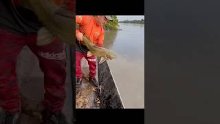 catfishing #fishing #fish #carpfishing #shortsvideo