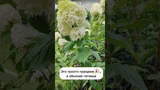Свобода! Выходим на свежий воздух из под кондиционера! Прохлада на Кубани #сад #цветы #гортензия