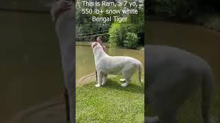 Snow White Bengal Tiger