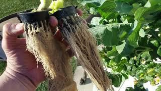 Aeroponics Tower System Cabbage Roots