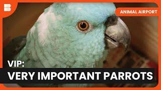 VIP Parrots & Warring Wolves - Animal Airport - S02 EP11 - Animal Documentary