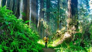 Silent Hiking through a Mysterious Rainforest to a Hidden Beach