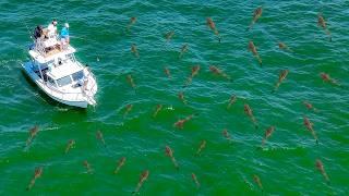 Fishermen DREAM of Finding this! GIANT Cobia (Catch Clean Cook)