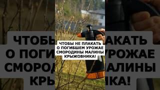 Срочно обработайте чтобы не плакать о потерянном урожае смородины, малины, крыжовника! #огород #сад