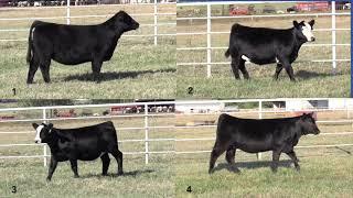 Simmental Heifer Judging Class