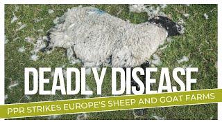 PPR Outbreak: Devastating Sheep and Goat Crisis in Europe