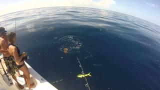 GOPR0631 dolphin with Fiiish lure
