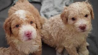 Part Two We Are Five Weeks Old 4K #LagottoRomagnolo Canis Dulcis Aneta i Waldemar Tomczyk