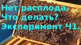 Нет расплода. Что делать?. Эксперимент Часть 1.