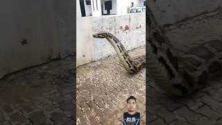 Big Python Snake Chasing Boy #Snake #shorts @RunFunTV