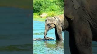 ELEPHANT SHORT 4K ULTRA VIDEO #SaveTheElephants#ElephantConservation#ProtectElephants#MajesticGiants