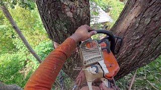 Complicated..!! Red Mahogany tree among spice trees