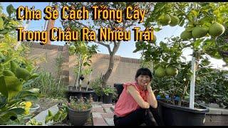 Tham Quan Nhà Chi Hoa Và Chia Sẻ Cách Trồng Cây  Trong Chậu Ra Nhiều Trái