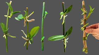 Propagating orchids at home has never been easier