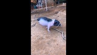 Strong pig #shorts