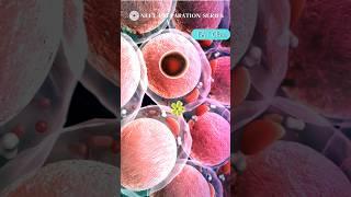 Close-up view of Fat Cell #biology#science#shorts#medical#preparation#humanbody#viral#fyp