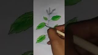 Tulsi Mata Drawing