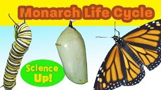 The Amazing Monarch Life Cycle--narrated for elementary science lessons