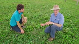 Identifying Pasture Plants: Tips for Horse Farms