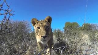 Lederle Safaris Lion Close Up