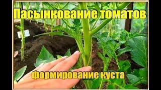 Пасынкование томатов. ВСЕ ПРОСТО!!! ДАЧА УДАЧИ