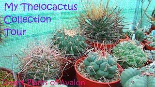 My Thelocactus Collection Tour | Cactus Collection Tour
