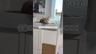 개냥이가 저승사자를 만났을때 #개냥이 #고양이 #대답냥