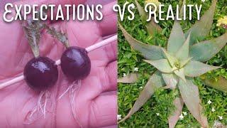 Is growing grape tree or Propagate grape tree from grapes genuine or Fake?(@sisnarith)