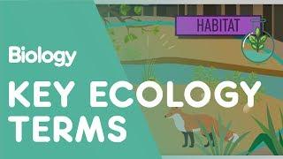 Key Ecology Terms | Ecology and Environment | Biology | FuseSchool