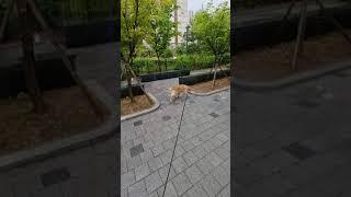 금요일 2화 골든리트리버 로제 Friday Golden Retriever Rose Episode.2