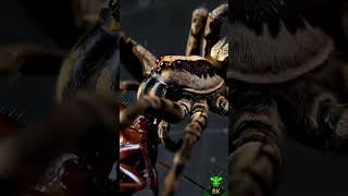 Survival of Insects in Nature: Spider Devours Cockroach