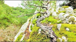 Pine Tree Yamadori Hunting at Waterfall Vol. 7 - Relaxing Bonsai Inspiration From Nature