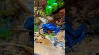 TOUCHING POISON DART FROG#poisondartfrog #dartfrog #frog #reptile #reptileroom #animals #fyp